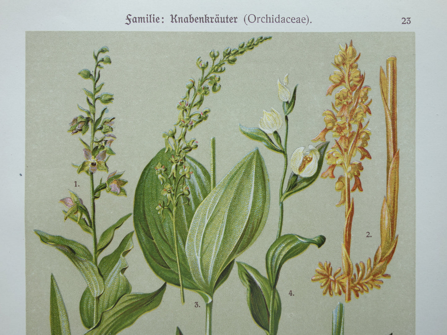 ORCHIDEE Oude botanische prent uit 1911 originele antieke illustratie ORCHIDEEËN