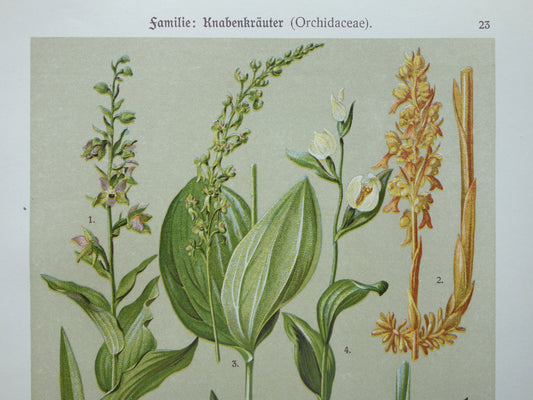 ORCHIDEE Oude botanische prent uit 1911 originele antieke illustratie ORCHIDEEËN