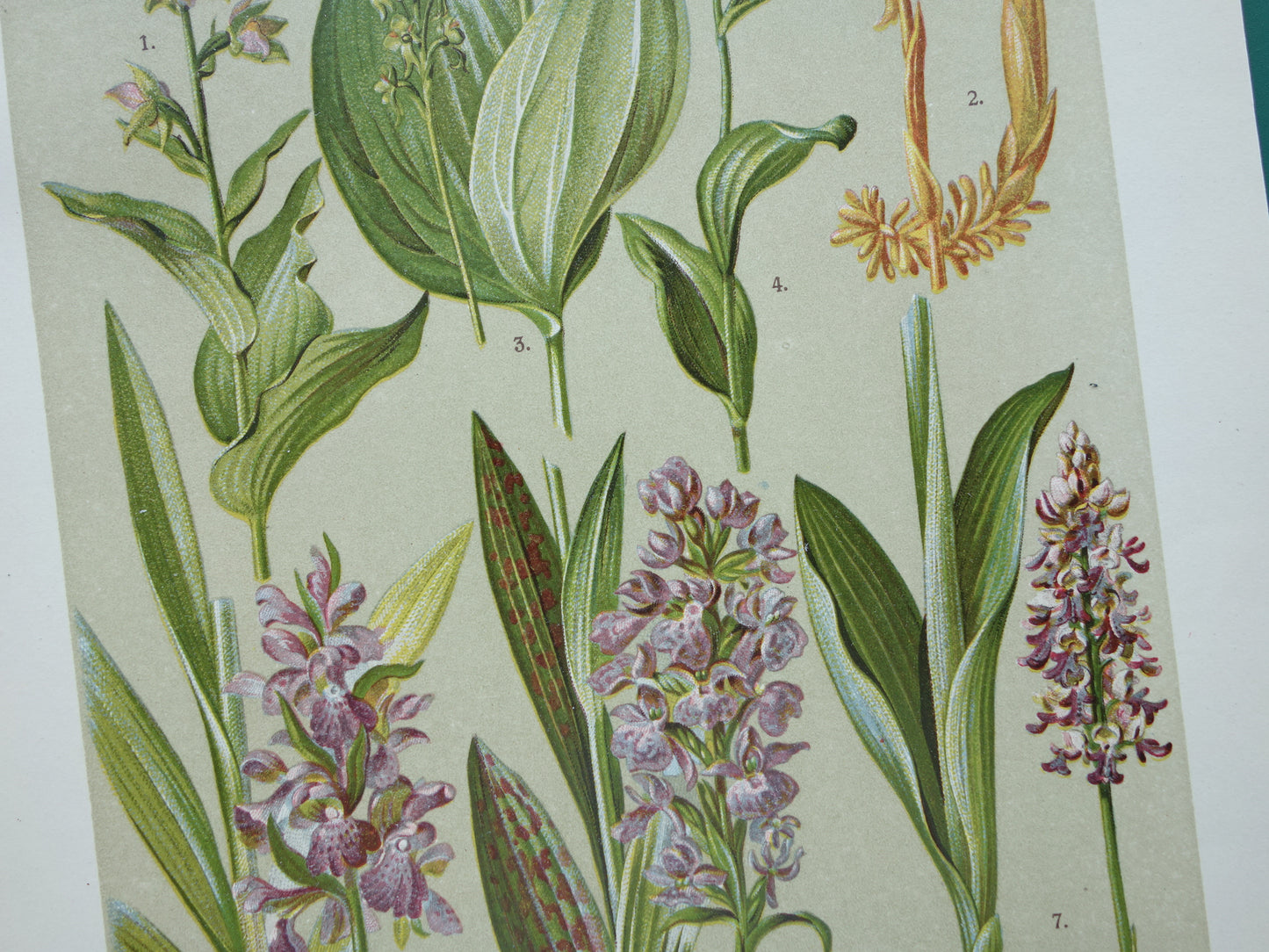 ORCHIDEE Oude botanische prent uit 1911 originele antieke illustratie ORCHIDEEËN