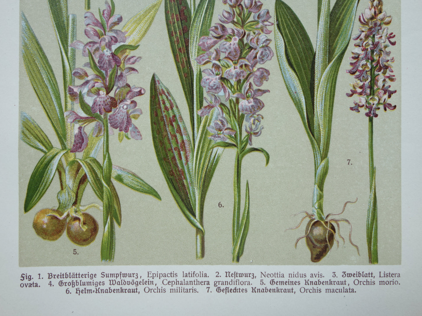 ORCHIDEE Oude botanische prent uit 1911 originele antieke illustratie ORCHIDEEËN