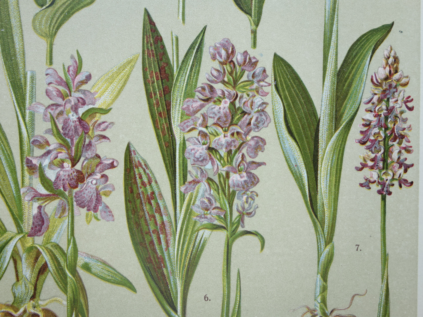 ORCHIDEE Oude botanische prent uit 1911 originele antieke illustratie ORCHIDEEËN