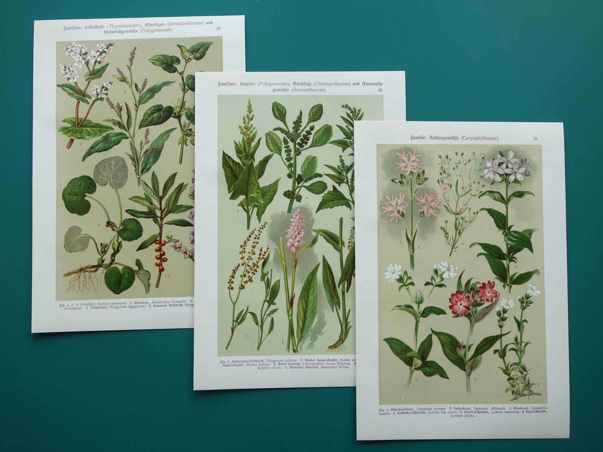 Oude botanische prenten Set van drie stuks uit 1911 Antieke bloemen illustratie prent prints