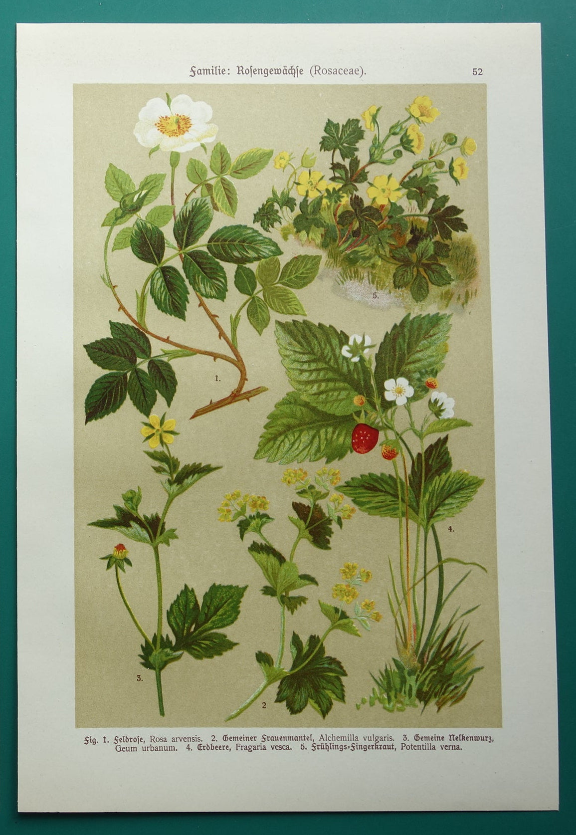Vintage botanische prent Aardbei 1911 originele oude illustratie Bosroos Rosa Arvensis - antieke planten bloemen prints aardbeienplant