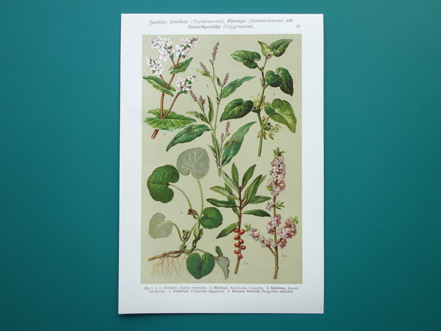 Oude botanische prenten Set van drie stuks uit 1911 Antieke bloemen illustratie prent prints