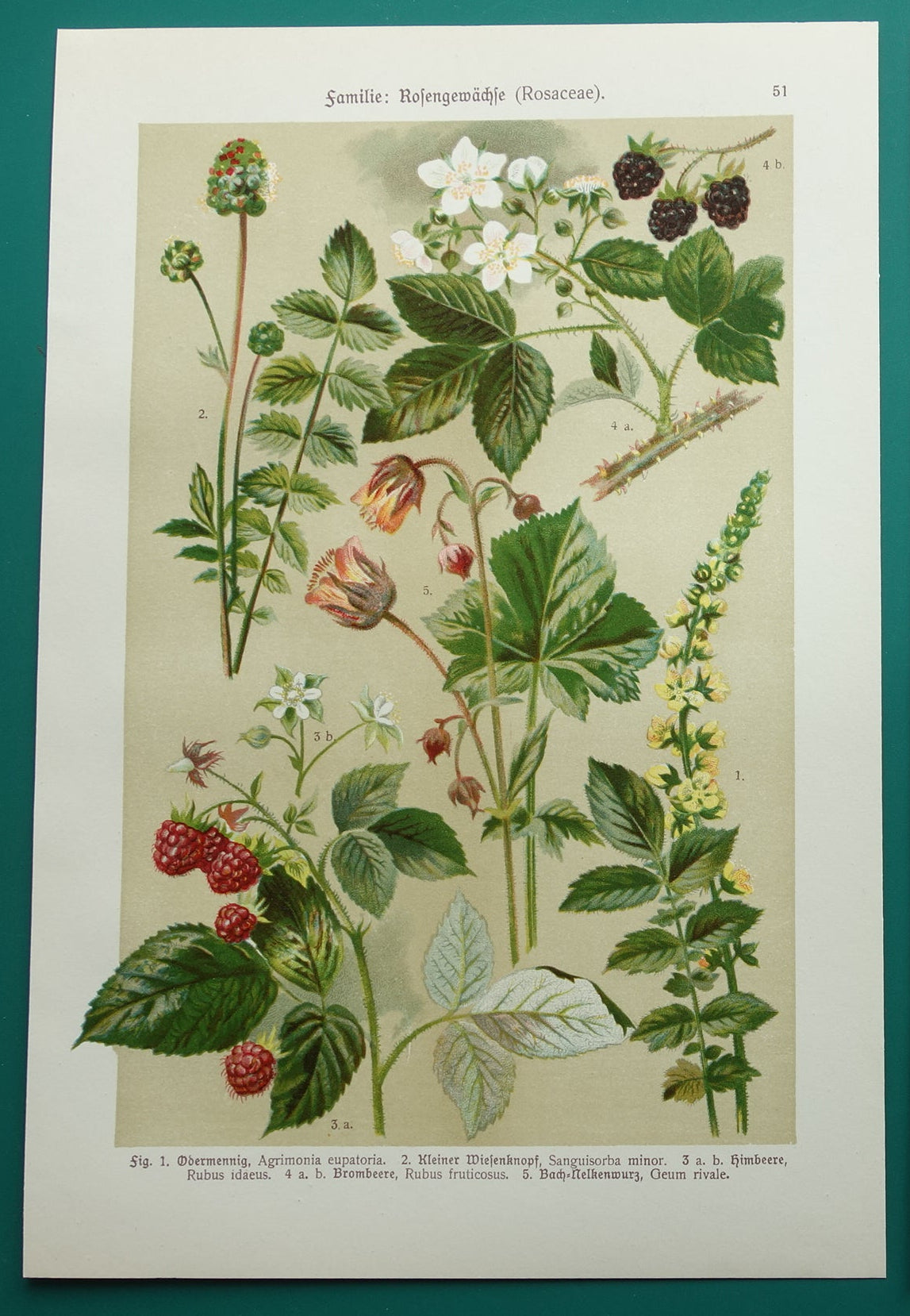 Oude botanische prent Framboos - originele antieke illustratie Braam Frambozen Agrimonie - botanie prenten bloemen