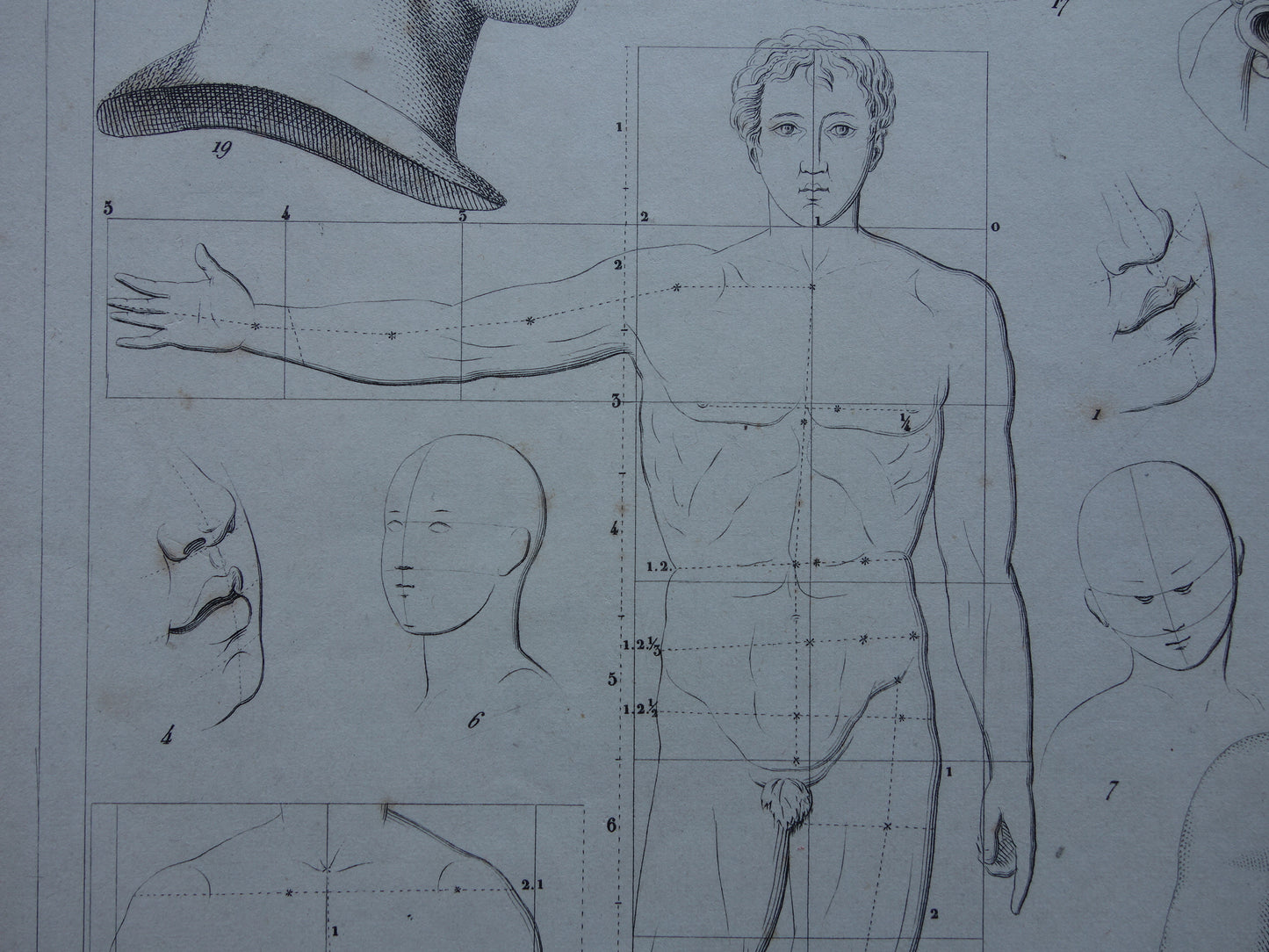 Oude prent schilderkunst theorie proporties van het menselijk lichaam originele antieke illustratie vintage prints