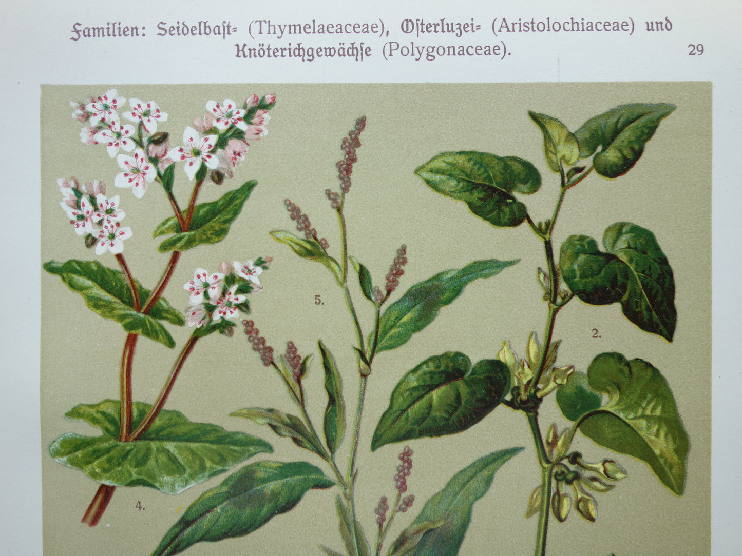Oude botanische prenten Set van drie stuks uit 1911 Antieke bloemen illustratie prent prints