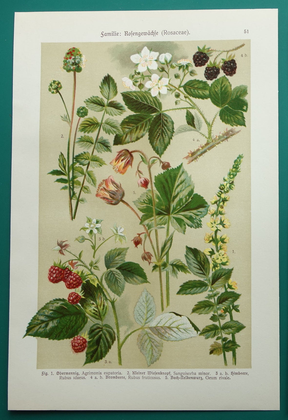 Oude botanische prent Framboos - originele antieke illustratie Braam Frambozen Agrimonie - botanie prenten bloemen