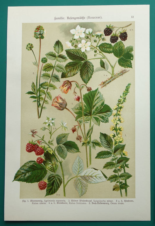 Oude botanische prent Framboos - originele antieke illustratie Braam Frambozen Agrimonie - botanie prenten bloemen