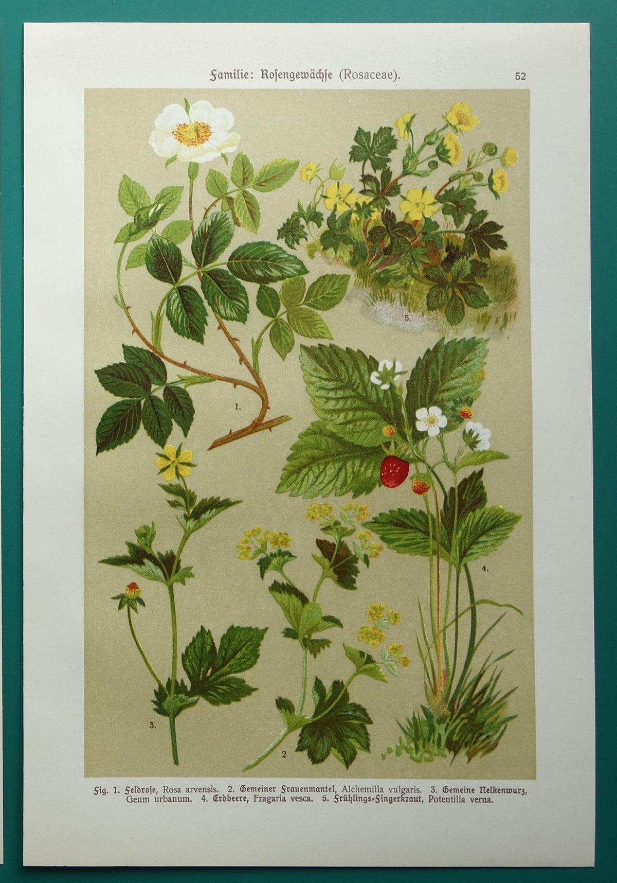 Vintage botanische prent Aardbei 1911 originele oude illustratie Bosroos Rosa Arvensis - antieke planten bloemen prints aardbeienplant