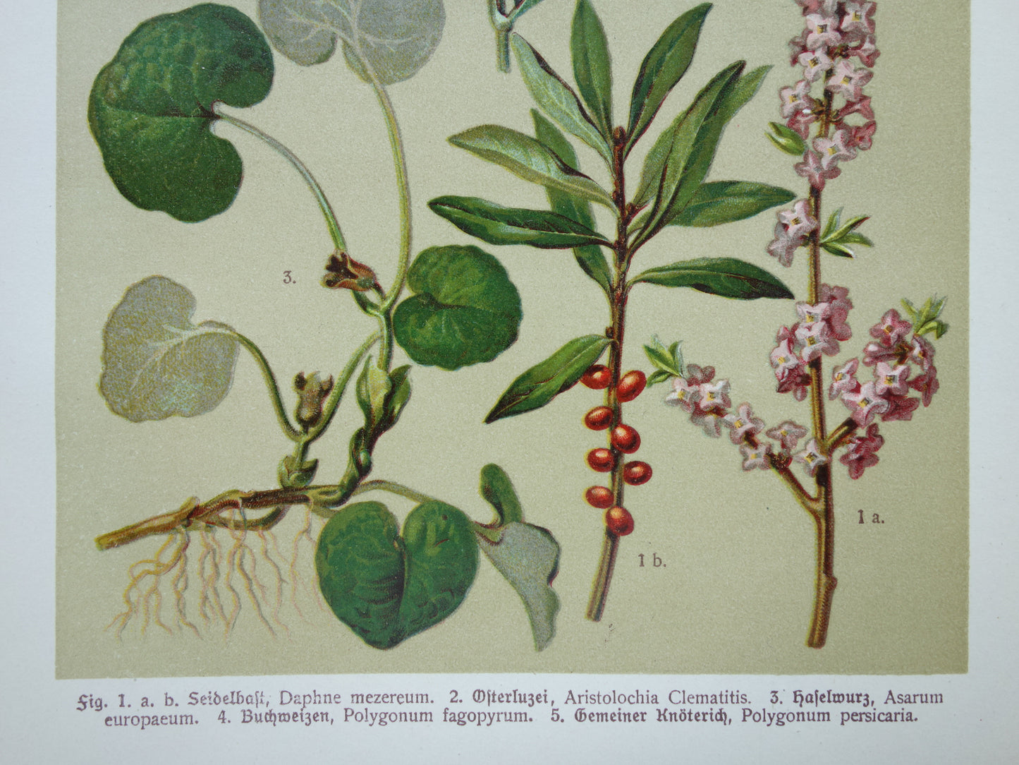 Oude botanische prenten Set van drie stuks uit 1911 Antieke bloemen illustratie prent prints