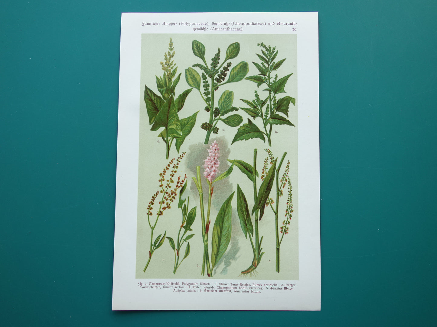Oude botanische prenten Set van drie stuks uit 1911 Antieke bloemen illustratie prent prints