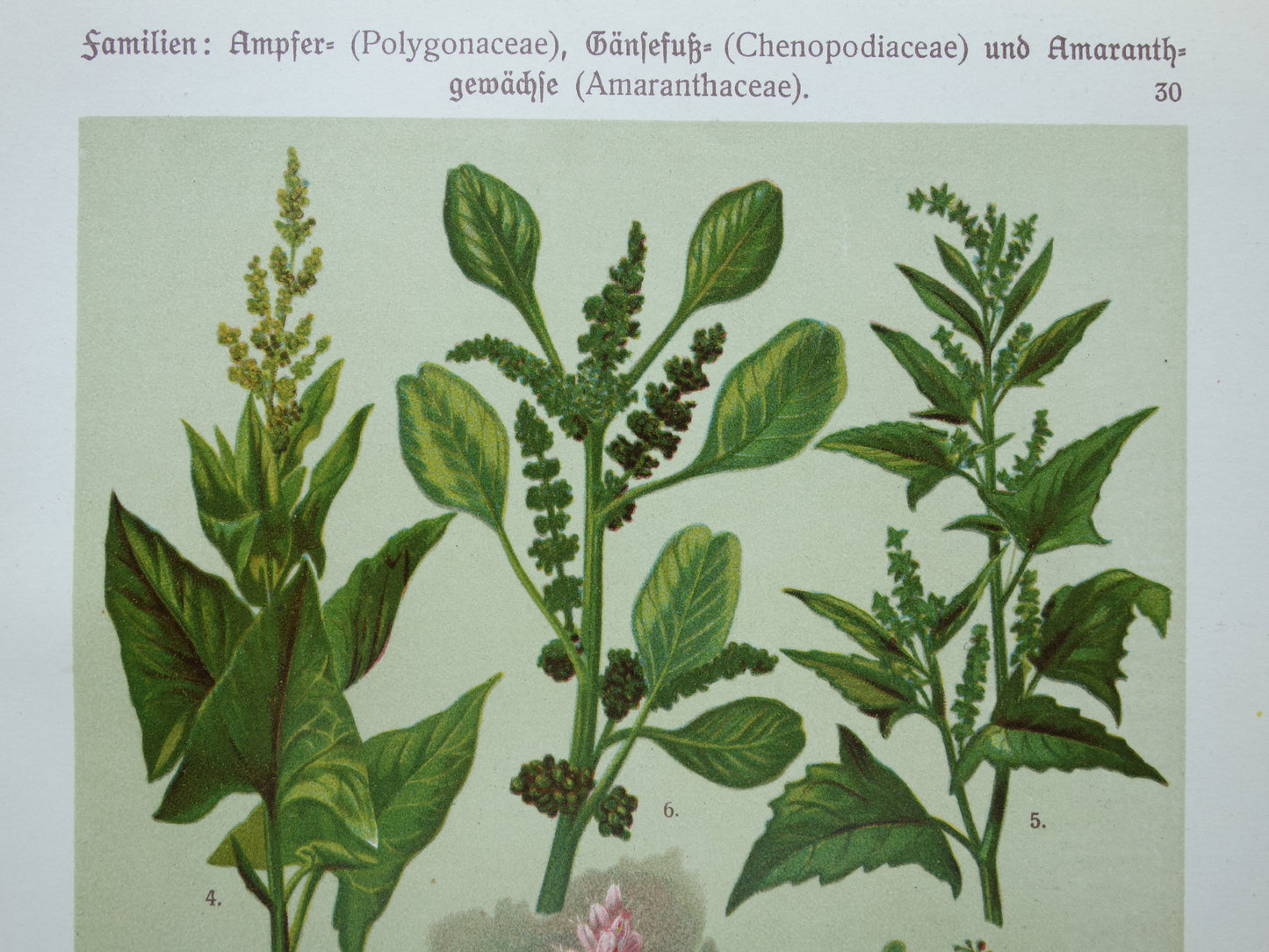 Oude botanische prenten Set van drie stuks uit 1911 Antieke bloemen illustratie prent prints
