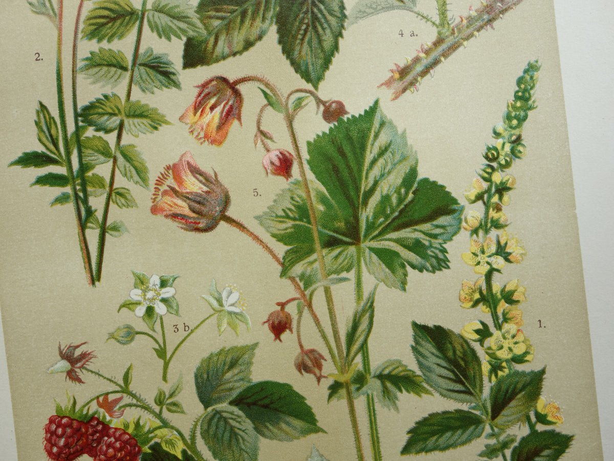 Oude botanische prent Framboos - originele antieke illustratie Braam Frambozen Agrimonie - botanie prenten bloemen