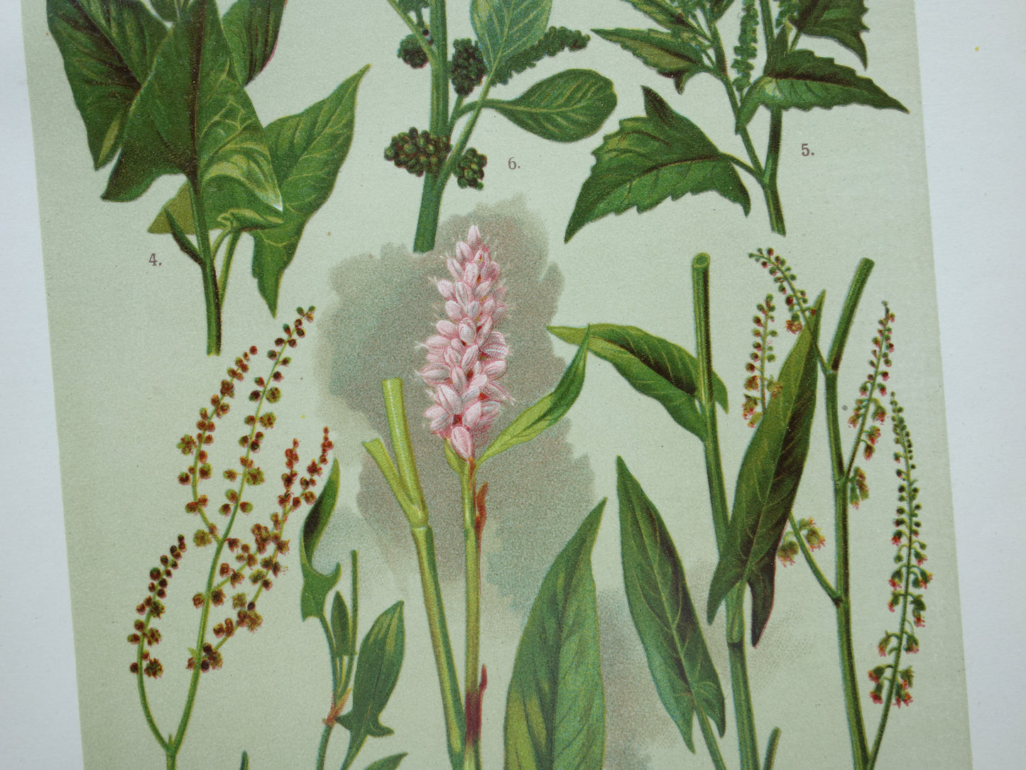 Oude botanische prenten Set van drie stuks uit 1911 Antieke bloemen illustratie prent prints