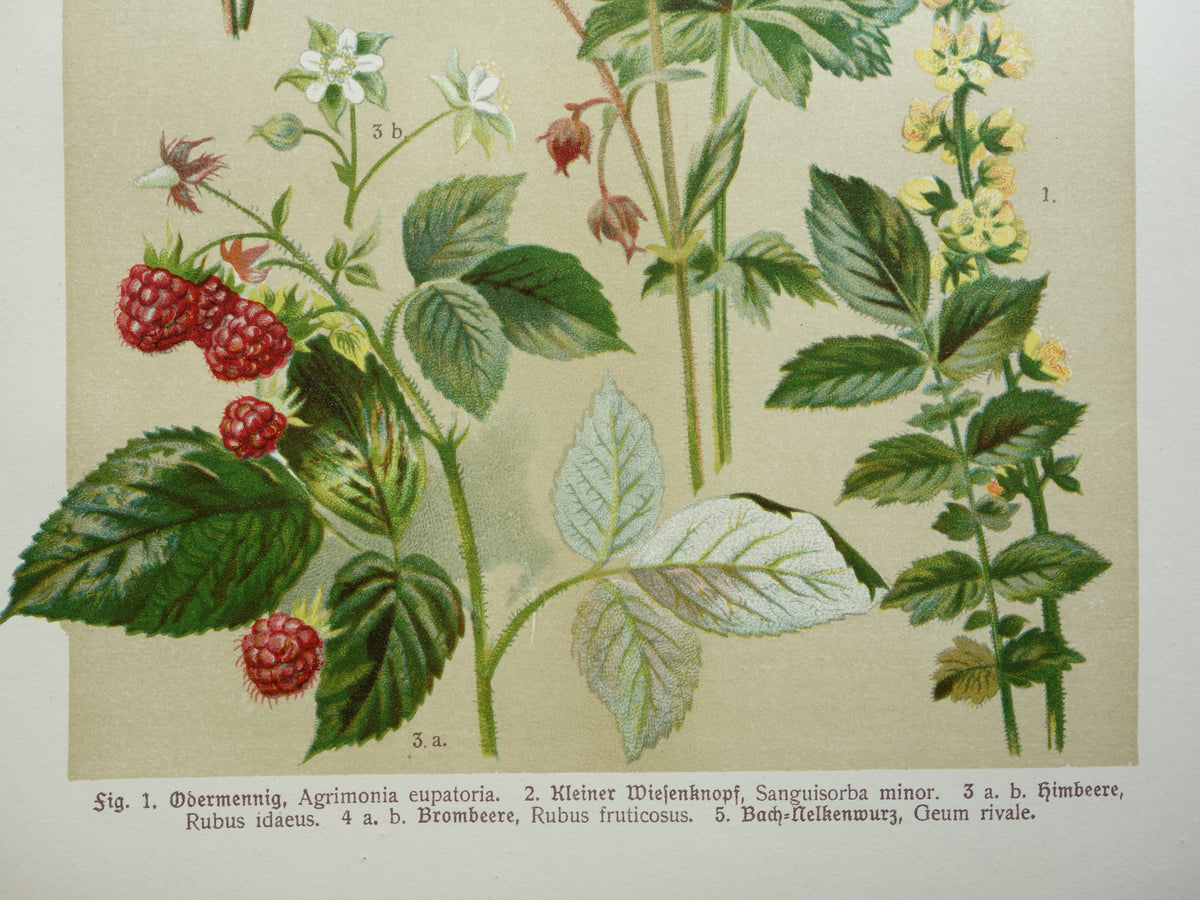 Oude botanische prent Framboos - originele antieke illustratie Braam Frambozen Agrimonie - botanie prenten bloemen