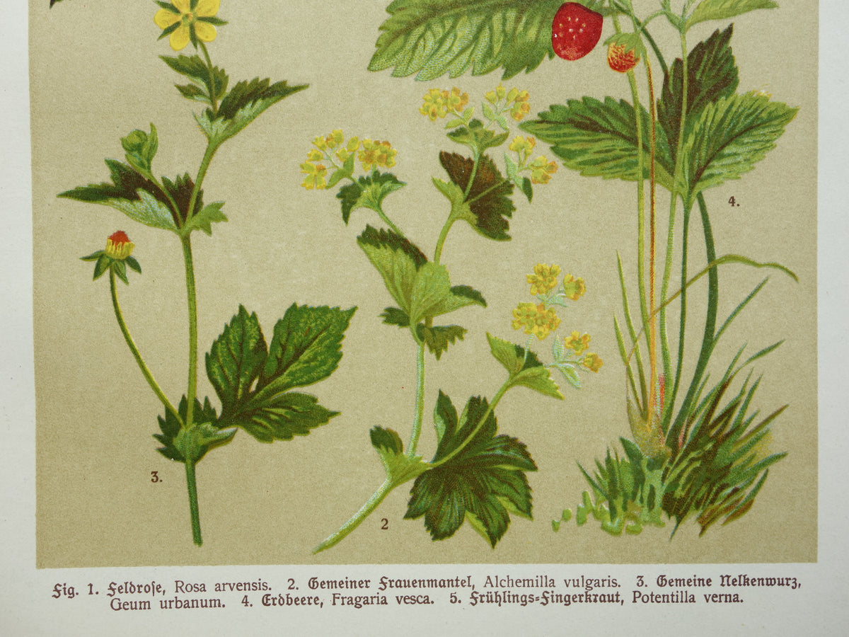 Vintage botanische prent Aardbei 1911 originele oude illustratie Bosroos Rosa Arvensis - antieke planten bloemen prints aardbeienplant