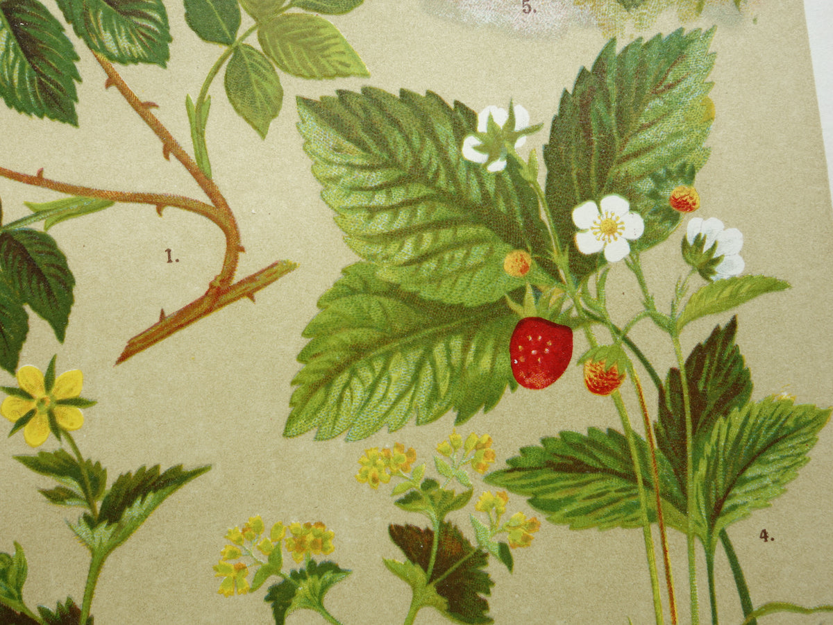 oude illustratie aardbei aardbeienplant