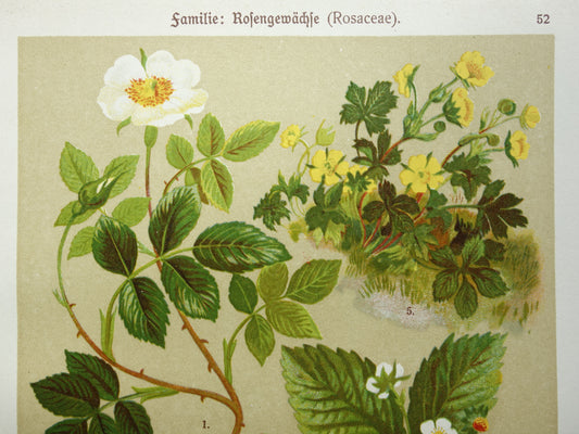 Vintage botanischer Druck Erdbeere 1911 Original alte Illustration Waldrose Rosa Arvensis - antike Pflanzen Blumen Drucke Erdbeerpflanze