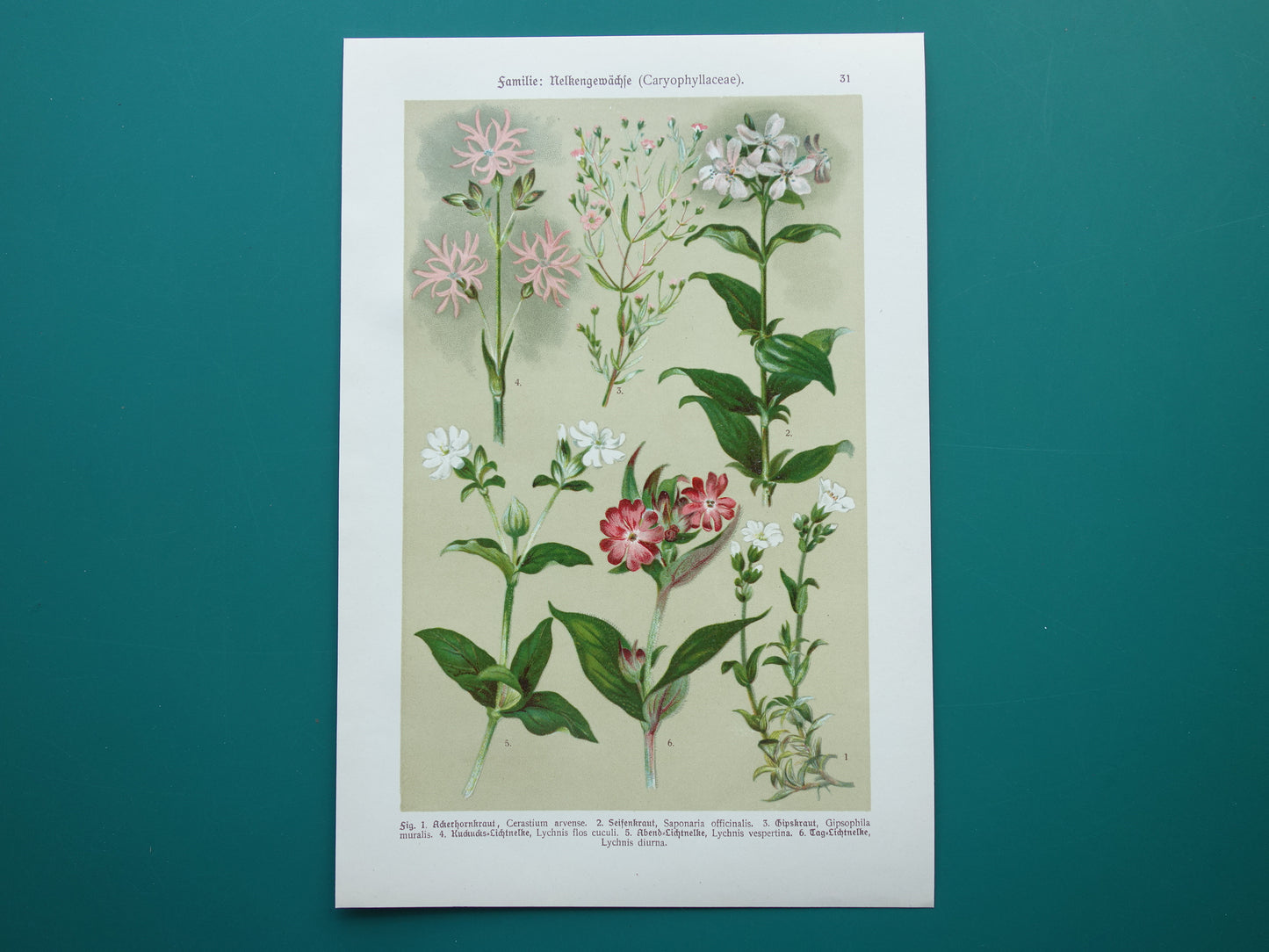 Oude botanische prenten Set van drie stuks uit 1911 Antieke bloemen illustratie prent prints