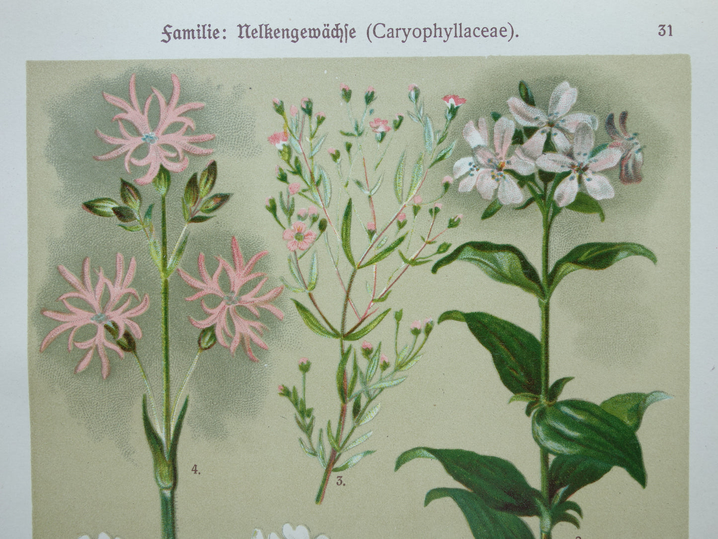 Oude botanische prenten Set van drie stuks uit 1911 Antieke bloemen illustratie prent prints