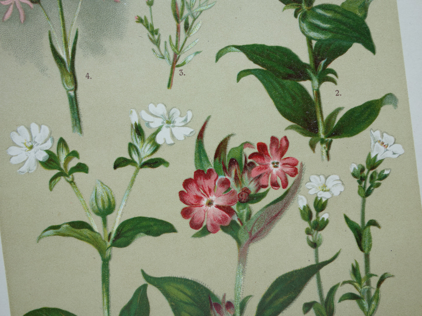 Oude botanische prenten Set van drie stuks uit 1911 Antieke bloemen illustratie prent prints