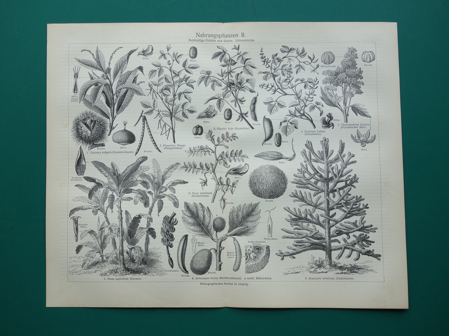 Antieke botanische prenten voedselplanten Set van twee Oude planten illustratie van voedingsgewassen prent z/w