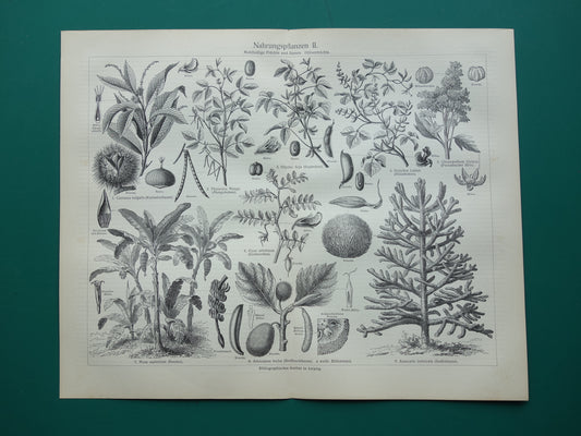 Antieke botanische prenten voedselplanten Set van twee Oude planten illustratie van voedingsgewassen prent z/w
