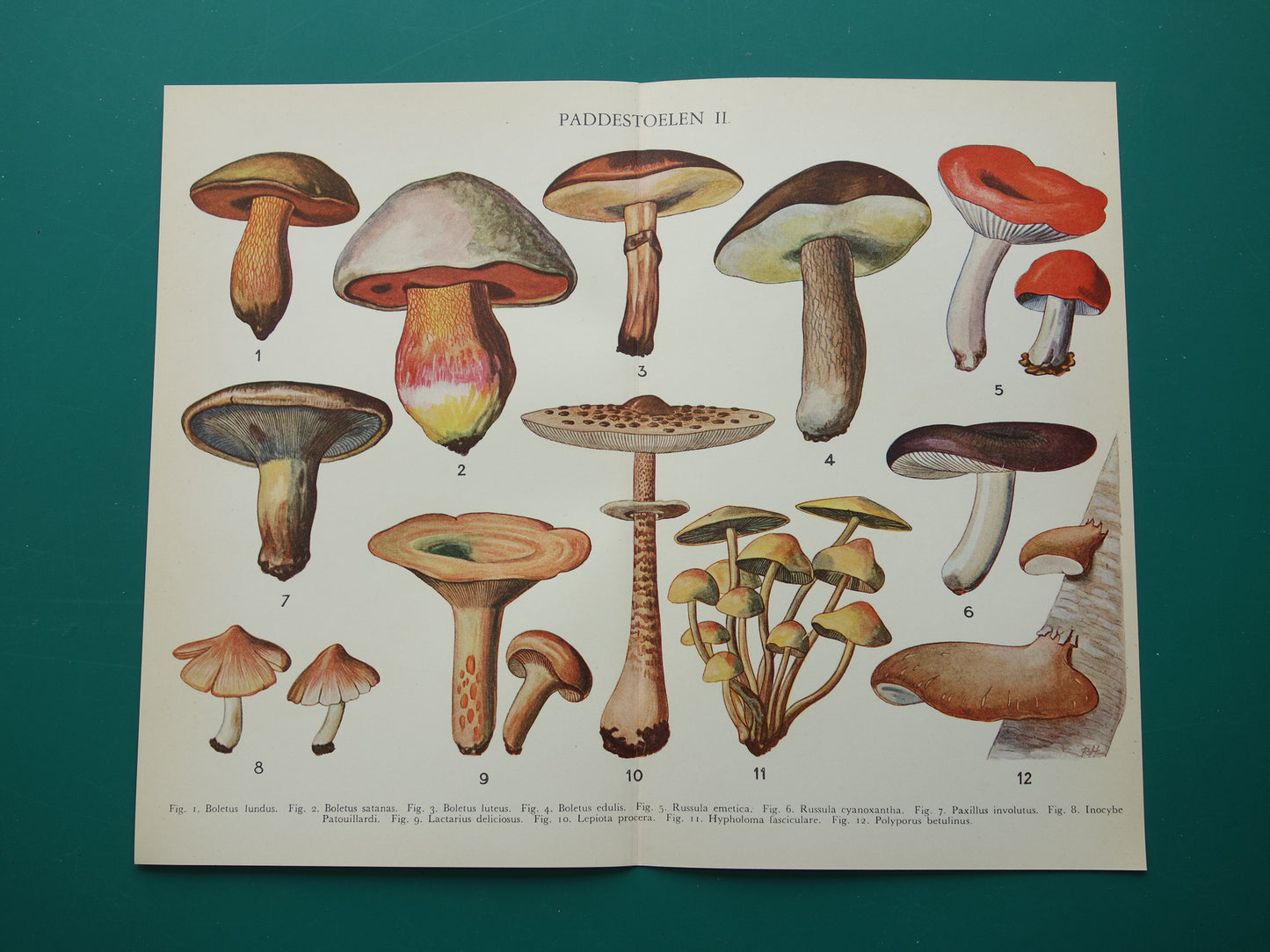 Oude Botanische Prent Paddenstoelen Nederlandse Vintage Illustratie Origineel uit jaren '30