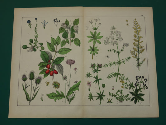 Oude botanie prent uit 1874 Grote Kaardenbol Gele kornoelje - Originele Vintage Print Geel Walstro