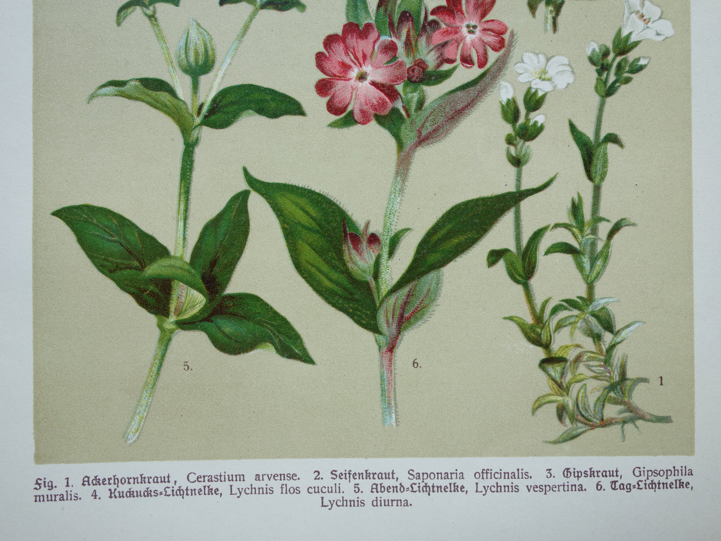 Oude botanische prenten Set van drie stuks uit 1911 Antieke bloemen illustratie prent prints