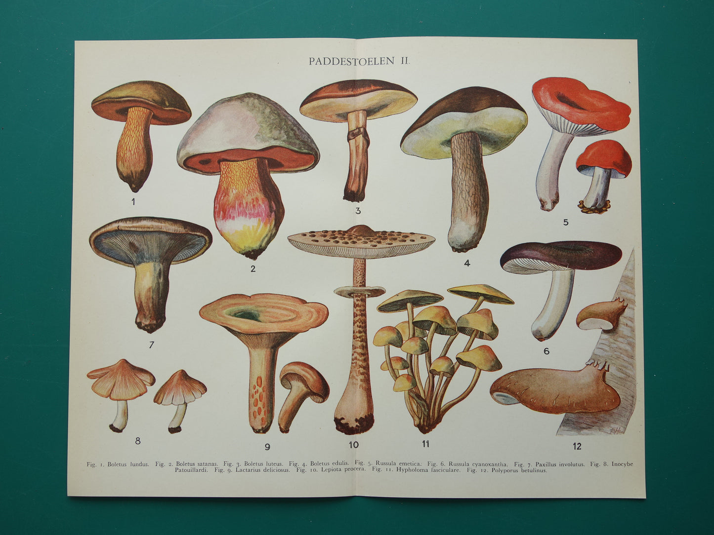 Oude Botanische Prent Paddenstoelen Nederlandse Vintage Illustratie Origineel uit jaren '30