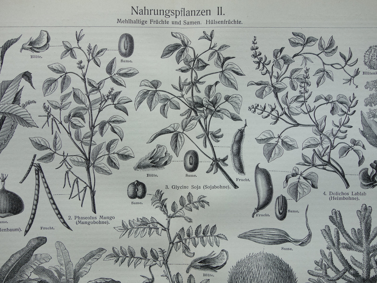Antieke botanische prenten voedselplanten Set van twee Oude planten illustratie van voedingsgewassen prent z/w