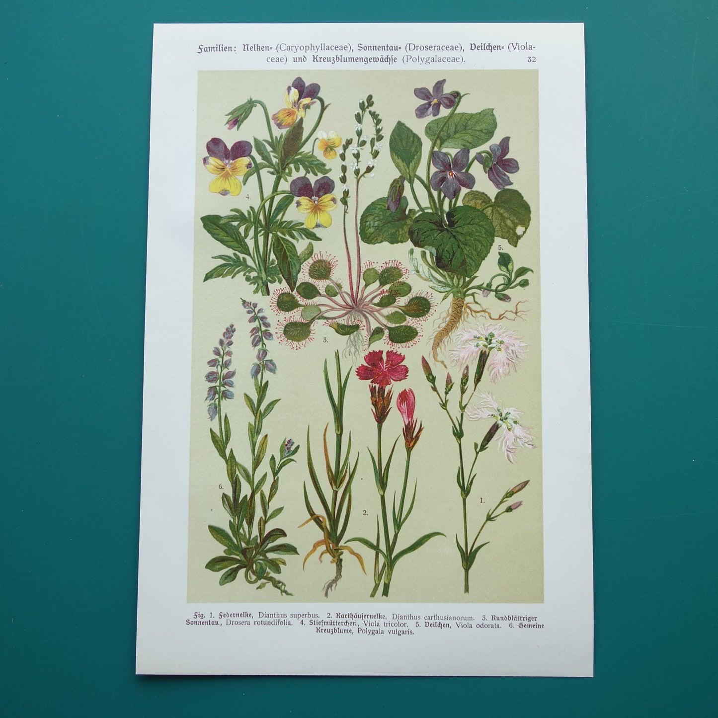 vintage bloemen prent viooltjes