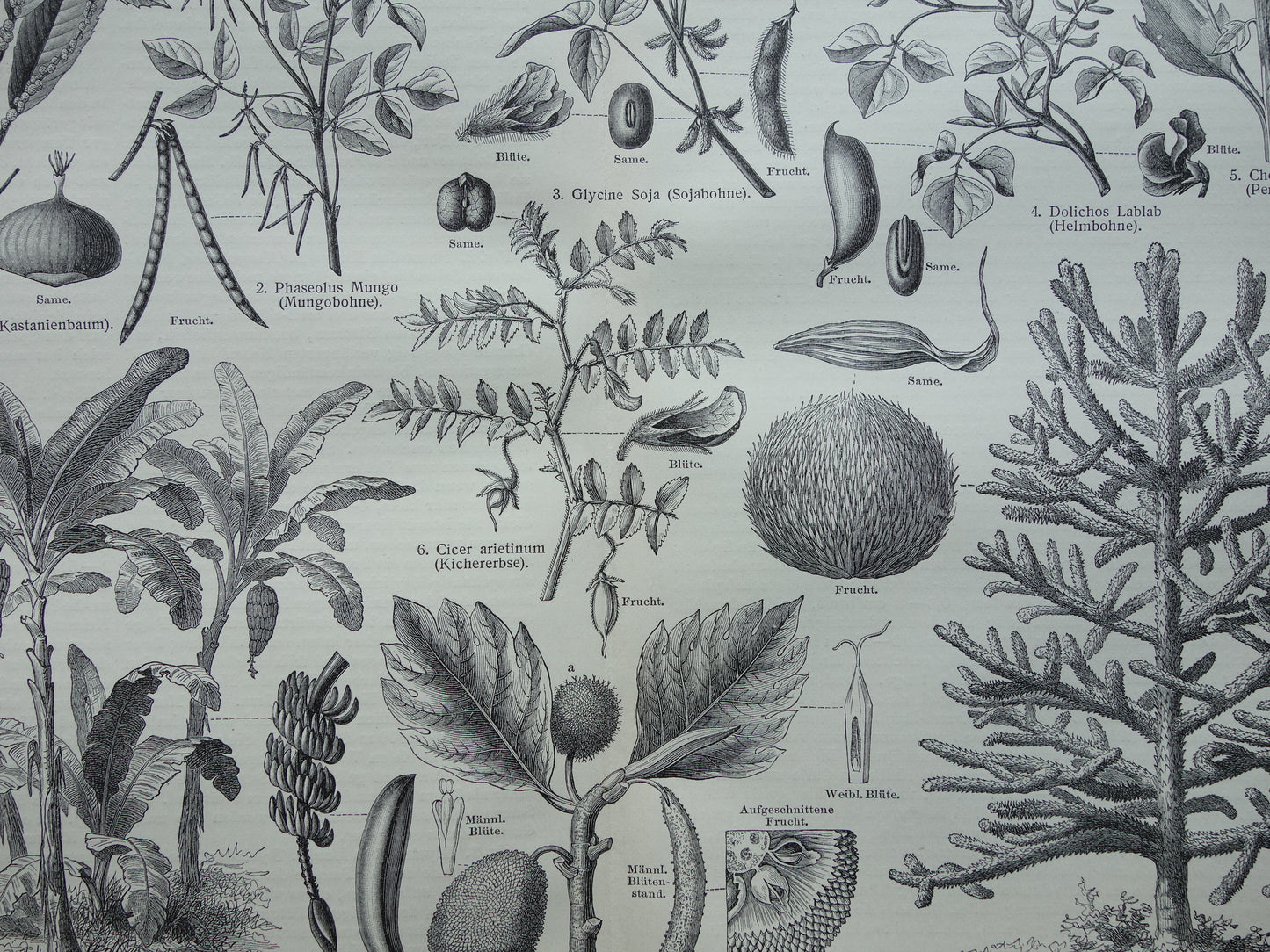 Antieke botanische prenten voedselplanten Set van twee Oude planten illustratie van voedingsgewassen prent z/w