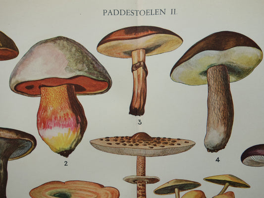 Oude Botanische Prent Paddenstoelen Nederlandse Vintage Illustratie Origineel uit jaren '30