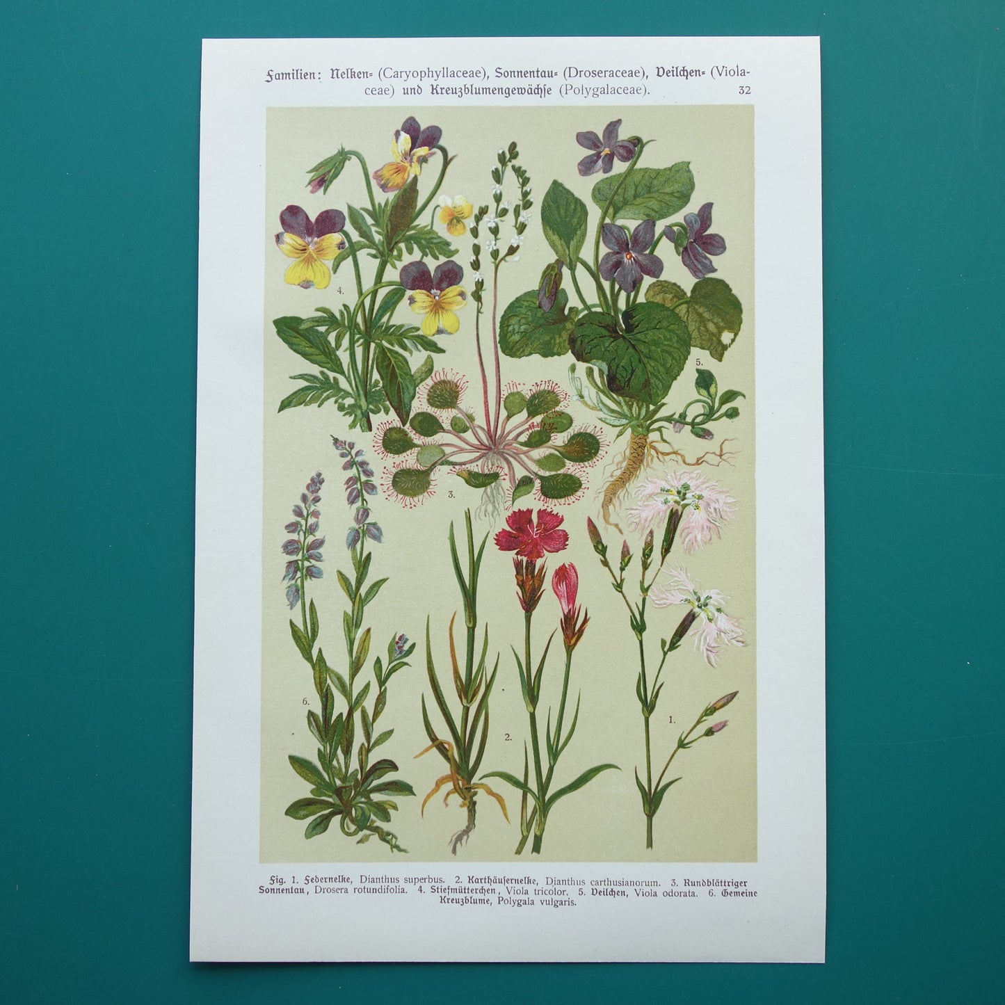 Vintage botanische prent Viooltje originele oude illustratie Anjer Bloemen antieke botanie prenten