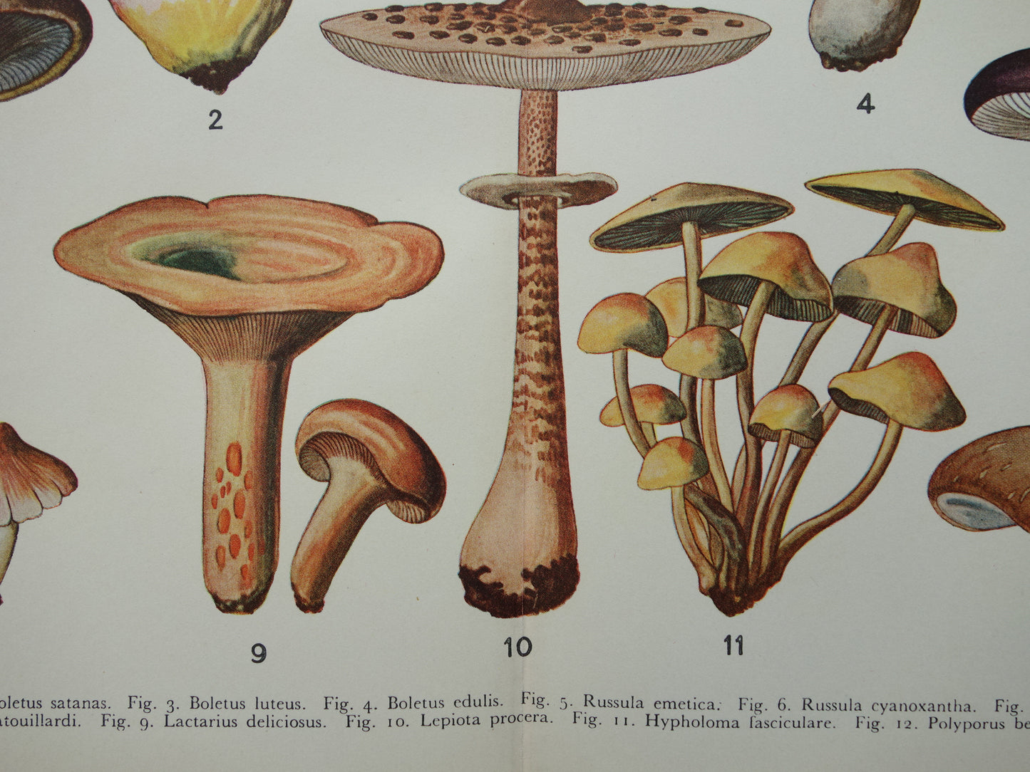 Oude Botanische Prent Paddenstoelen Nederlandse Vintage Illustratie Origineel uit jaren '30