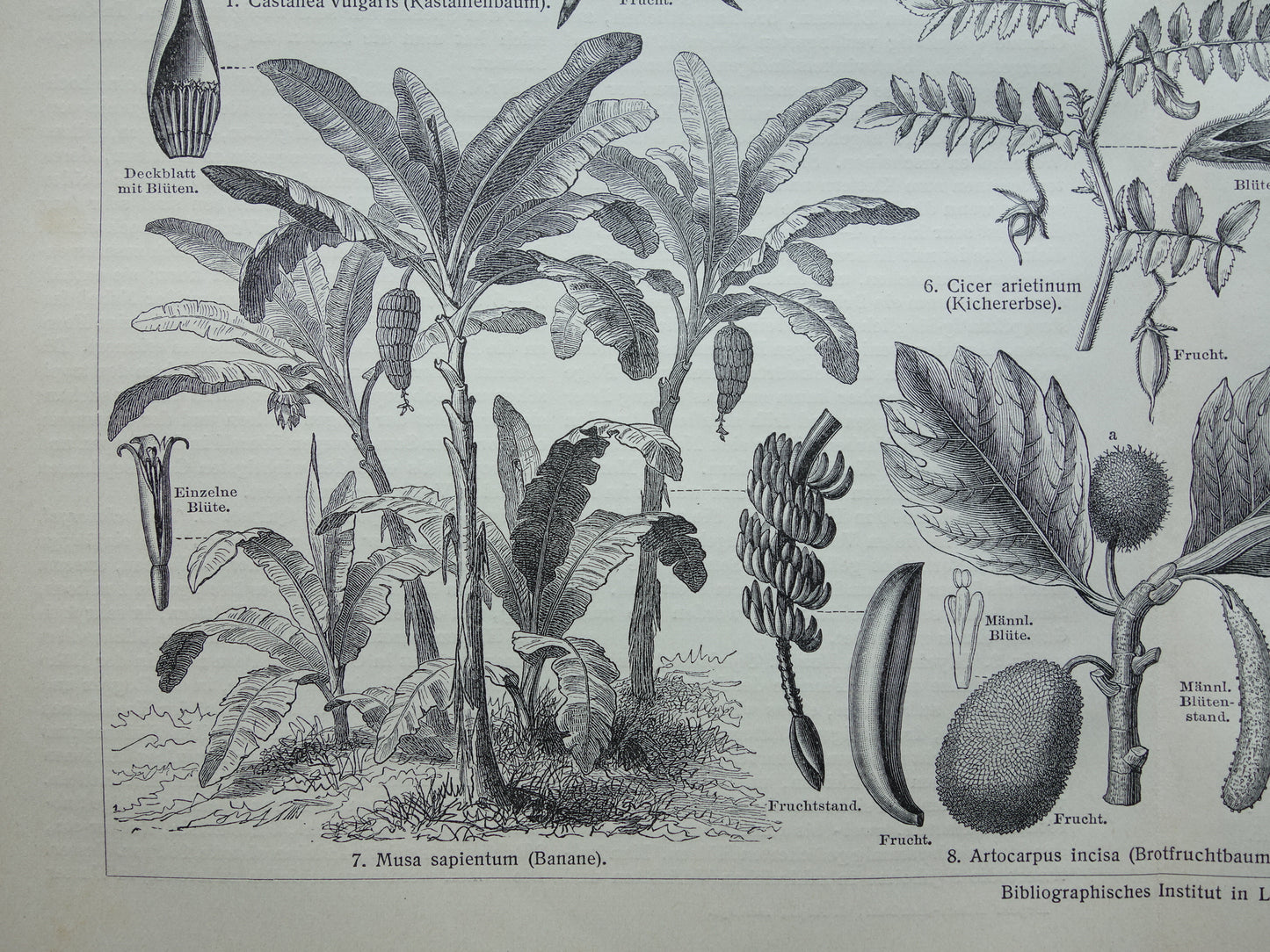 Antieke botanische prenten voedselplanten Set van twee Oude planten illustratie van voedingsgewassen prent z/w