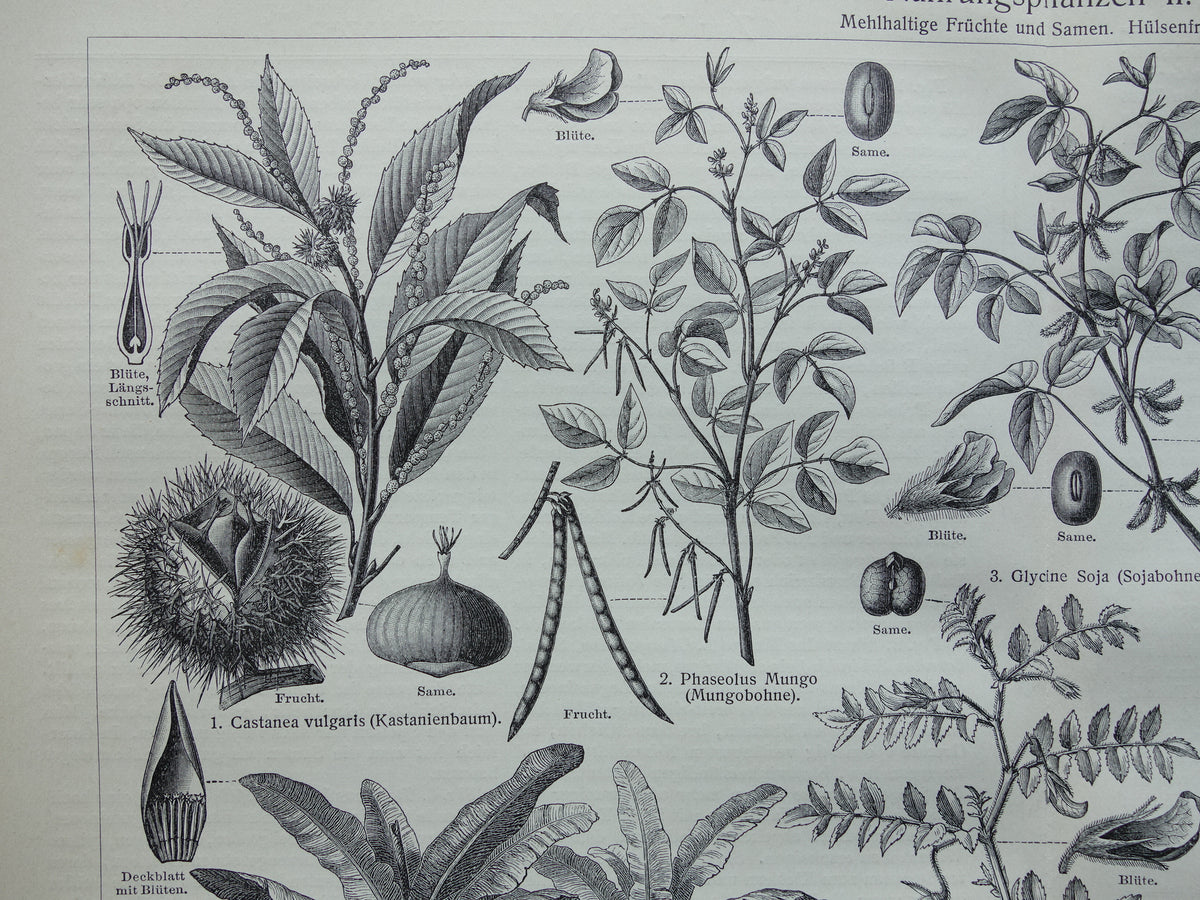 Antieke botanische prenten voedselplanten Set van twee Oude planten illustratie van voedingsgewassen prent z/w