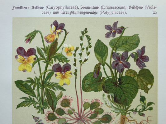 Vintage botanical print Pansy original old illustration Carnation Flowers antique botany prints