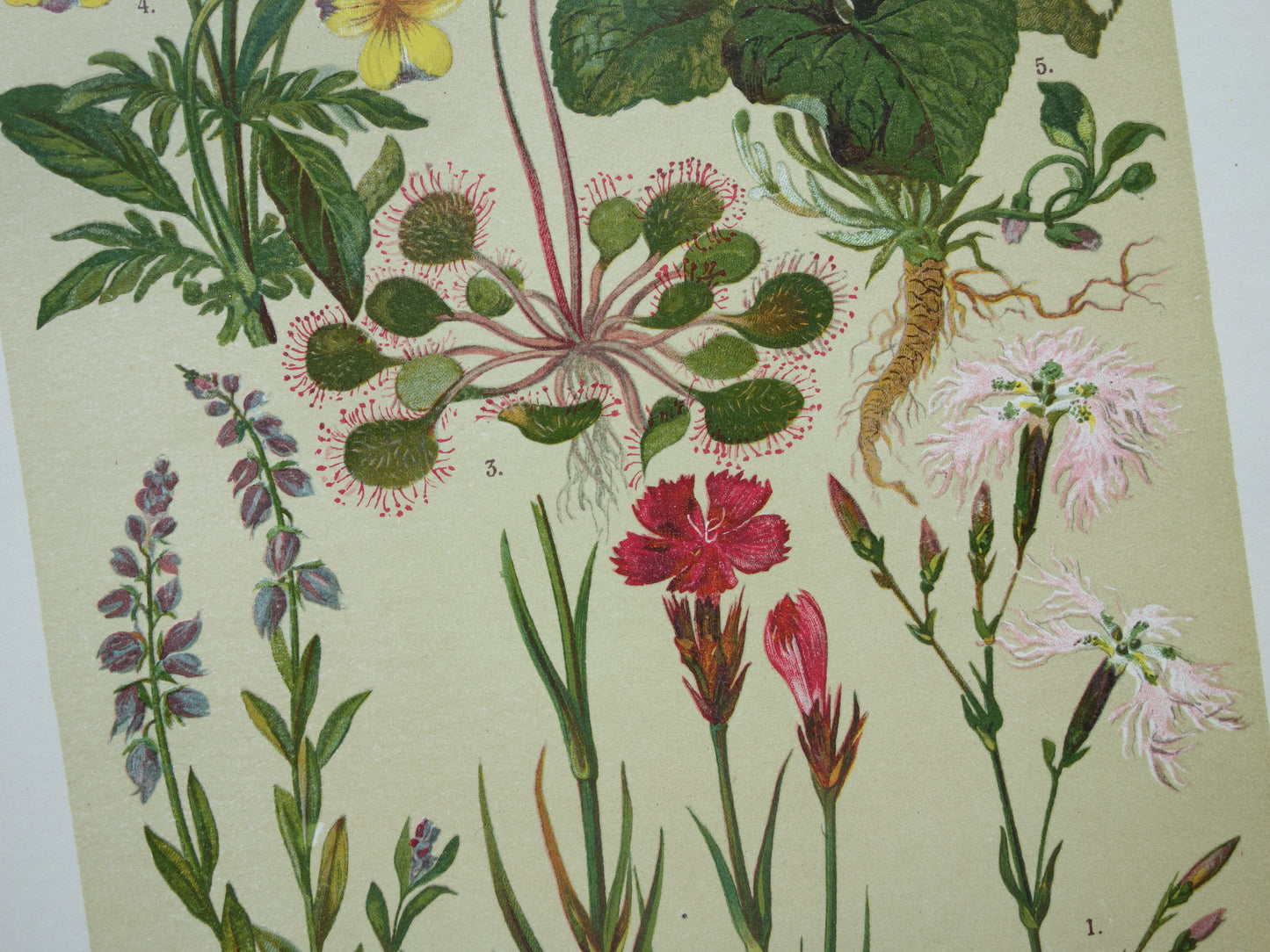 Vintage botanische prent Viooltje originele oude illustratie Anjer Bloemen antieke botanie prenten