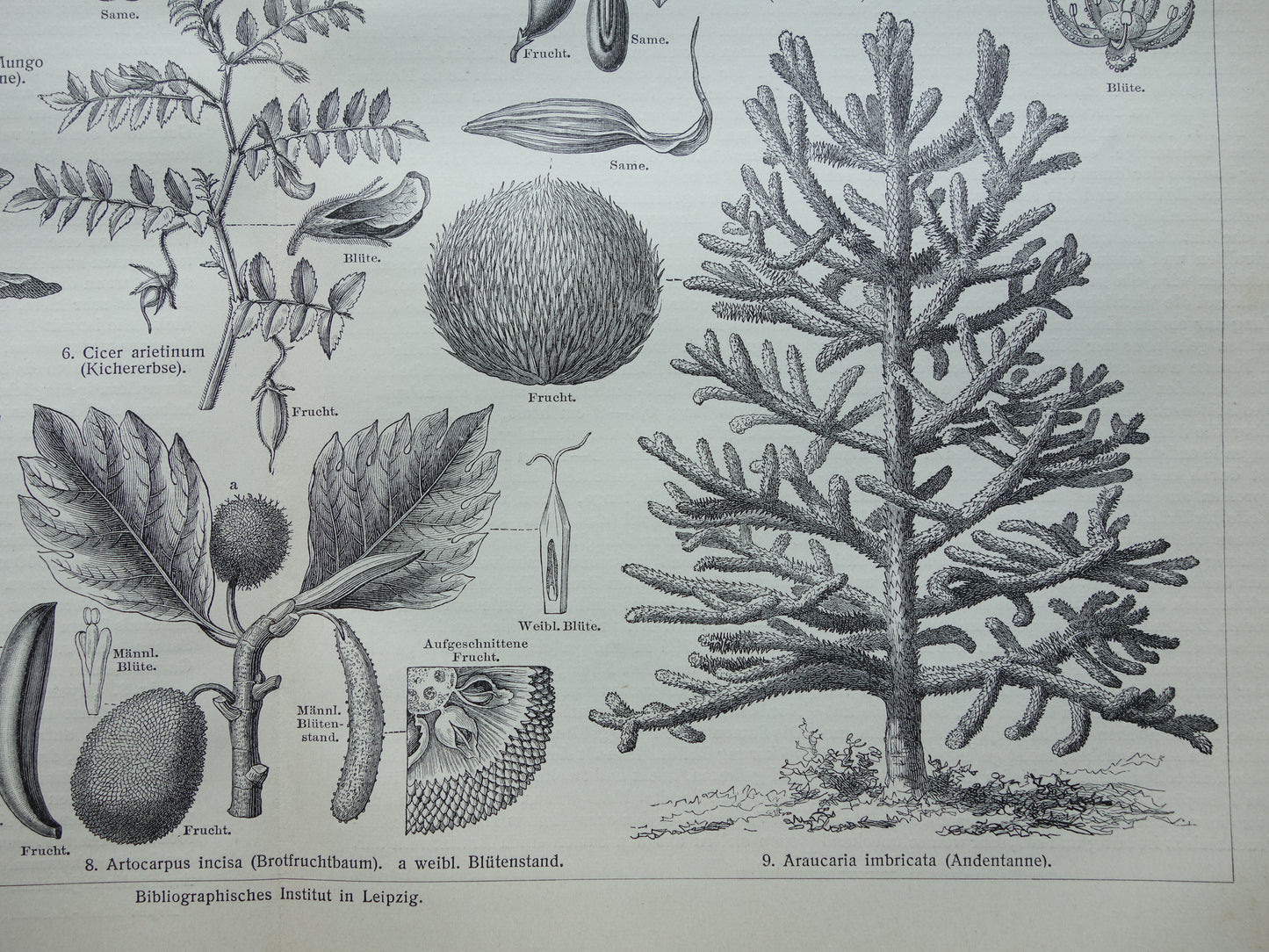 Antieke botanische prenten voedselplanten Set van twee Oude planten illustratie van voedingsgewassen prent z/w