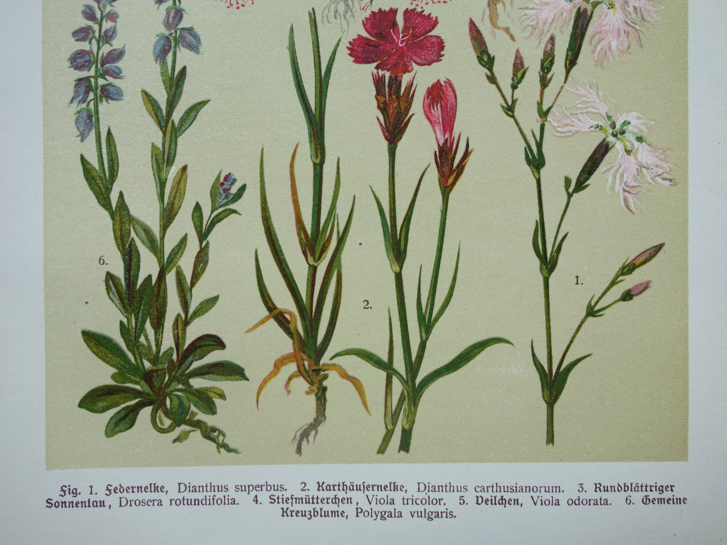 Vintage botanische prent Viooltje originele oude illustratie Anjer Bloemen antieke botanie prenten