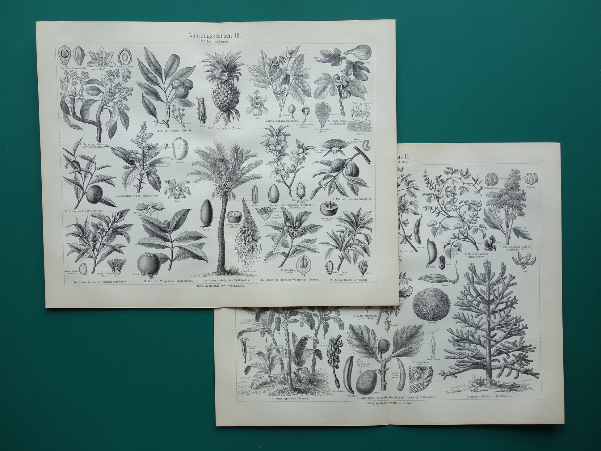 Antieke botanische prenten voedselplanten Set van twee Oude planten illustratie van voedingsgewassen prent z/w