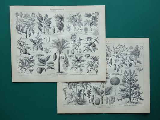 Antieke botanische prenten voedselplanten Set van twee Oude planten illustratie van voedingsgewassen prent z/w