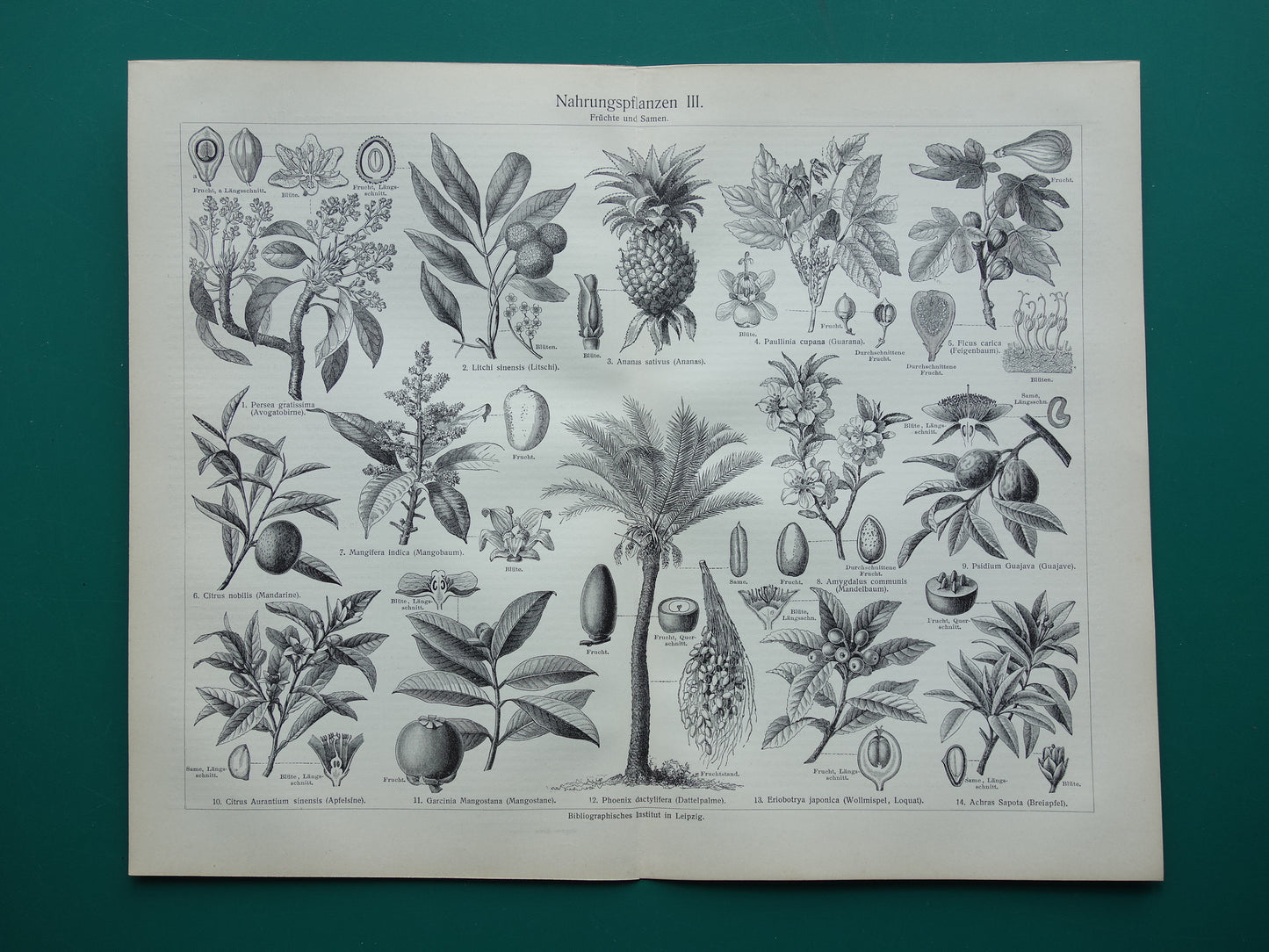 Antieke botanische prenten voedselplanten Set van twee Oude planten illustratie van voedingsgewassen prent z/w