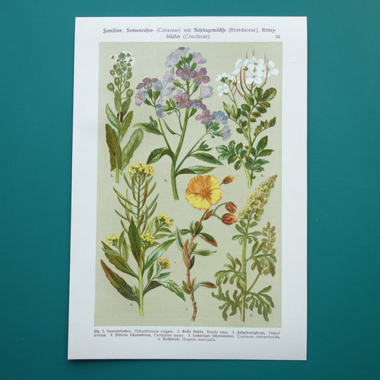 Antieke botanische prent Geel zonneroosje Gewone steenraket originele oude illustratie Damastbloem Bloemen botanie prenten