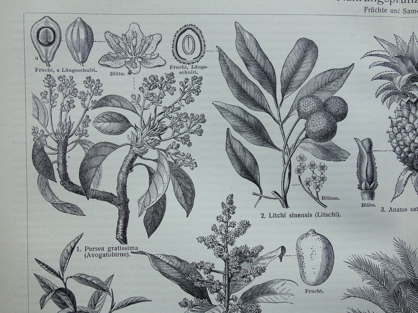 Antieke botanische prenten voedselplanten Set van twee Oude planten illustratie van voedingsgewassen prent z/w
