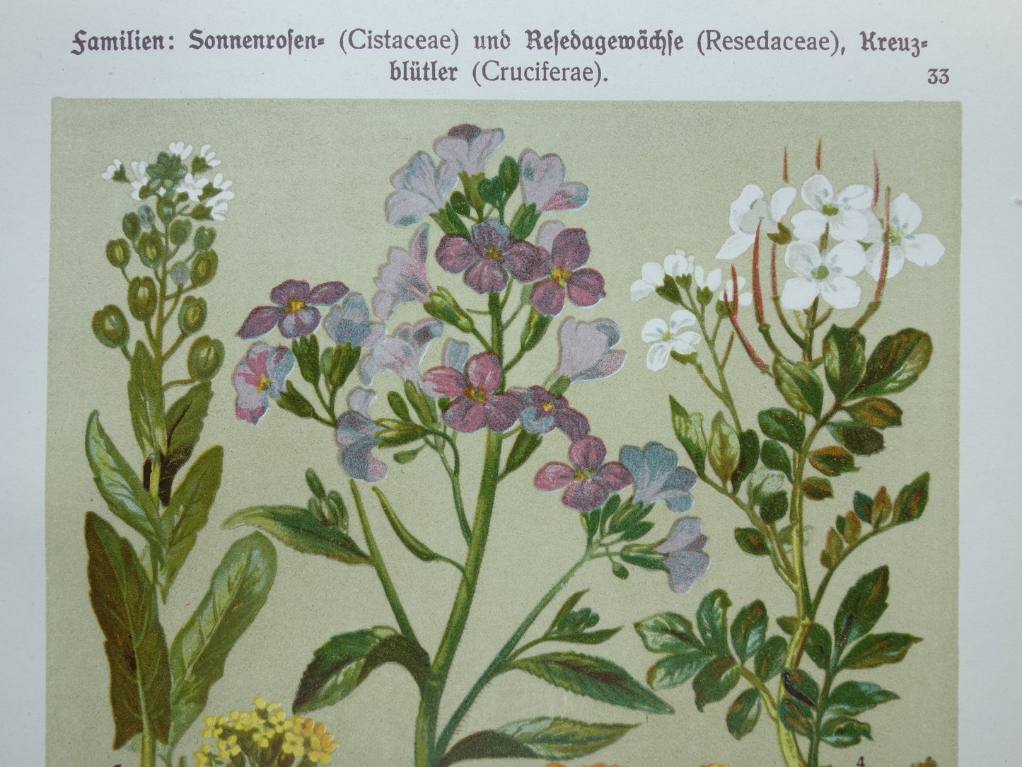 Antieke botanische prent Geel zonneroosje Gewone steenraket originele oude illustratie Damastbloem Bloemen botanie prenten